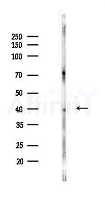 RAD51 Antibody - Western blot analysis of lysates from Rat brain, using RAD51 Antibody at 1/1000 dilution.