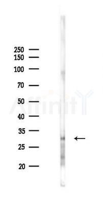 Annexin IV Antibody - Western blot analysis of lysates from PC12 cells(LPS 4h treatment), using Annexin IV Antibody at 1/1000 dilution.