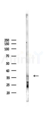 Annexin IV Antibody - Western blot analysis of lysates from 293 cells(LPS 4h treatment), using Annexin IV Antibody at 1/1000 dilution.