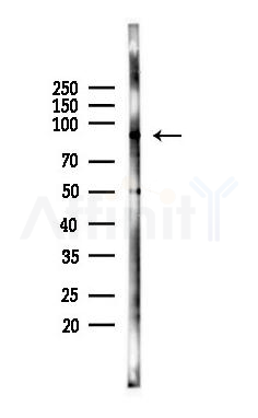 GOLM1 Antibody - Western blot analysis of lysates from RAW264.