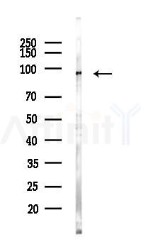 Mitofusin 2 Antibody - Western blot analysis of lysates from Rat brain, using Mitofusin 2 Antibody at 1/1000 dilution.
