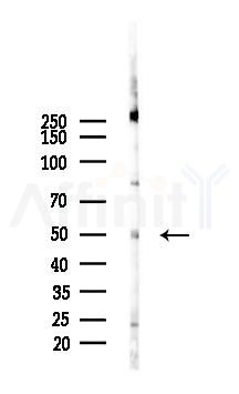 LCAT Antibody - Western blot analysis of lysates from Mouse lung, using LCAT Antibody at 1/1000 dilution.