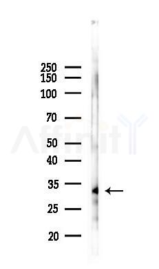 DAZL Antibody - Western blot analysis of lysates from PC12 cells(LPS 4h treatment), using DAZL Antibody at 1/1000 dilution.
