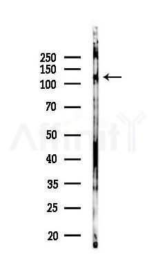 PAM Antibody - Western blot analysis of lysates from Mouse lung, using PAM Antibody at 1/1000 dilution.