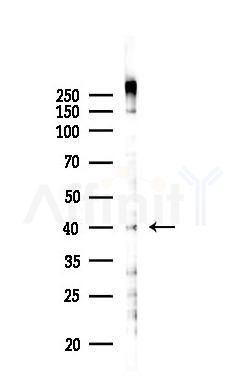 NEK6 Antibody - Western blot analysis of lysates from B16F10-LUC cells(heat-shock 45min treatment), using NEK6 Antibody at 1/1000 dilution.