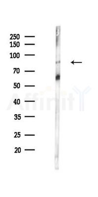 UIMC1 Antibody - Western blot analysis of lysates from PC12 cells(LPS 4h treatment), using UIMC1 Antibody at 1/1000 dilution.