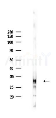 RanBP1 Antibody - Western blot analysis of lysates from Mouse lung, using RanBP1 Antibody at 1/1000 dilution.