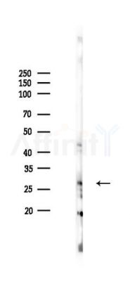 RanBP1 Antibody - Western blot analysis of lysates from Rat testis, using RanBP1 Antibody at 1/1000 dilution.