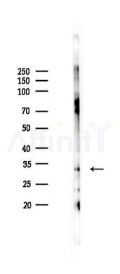 ING1 Antibody - Western blot analysis of lysates from Rat testis, using ING1 Antibody at 1/1000 dilution.