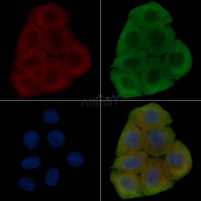 IL32 Antibody - DF8566 staining Hela cells(30min of UV treatment) by IF/ICC.