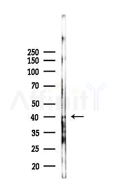 Pax-9 Antibody - Western blot analysis of lysates from 293 cells(LPS 4h treatment), using Pax-9 Antibody at 1/1000 dilution.