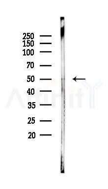 FZD5 Antibody - Western blot analysis of lysates from Rat brain, using FZD5 Antibody at 1/1000 dilution.
