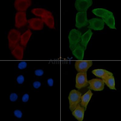 KIF20A Antibody - DF8671 staining Hela cells(24h of starvation treatment) by IF/ICC.
