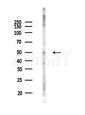 SLC30A8 Antibody - Western blot analysis of lysates from Rat brain, using SLC30A8 Antibody at 1/1000 dilution.