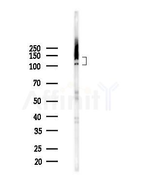 Phospho-JIP1 (Thr103) Antibody - Western blot analysis of lysates from 293 cells(starvation 24h treatment), using Phospho-JIP1 (Thr103) Antibody at 1/1000 dilution.