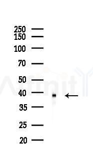 MBIP1 Antibody - Western blot analysis of lysates from HUVEC cells(starvation 24h treatment), using MBIP1 Antibody at 1/1000 dilution.