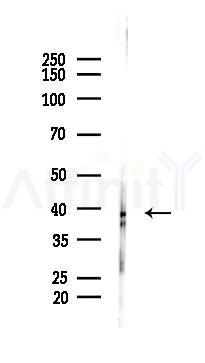 MBIP1 Antibody - Western blot analysis of lysates from Mouse liver, using MBIP1 Antibody at 1/1000 dilution.