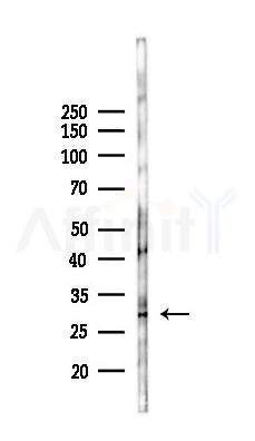 SOX21 Antibody - Western blot analysis of lysates from 293 cells(LPS 4h treatment), using SOX21 Antibody at 1/1000 dilution.
