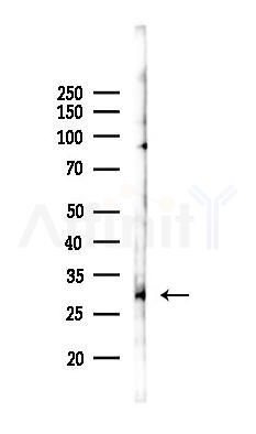 MAF1 Antibody - Western blot analysis of lysates from PC12 cells(LPS 4h treatment), using MAF1 Antibody at 1/1000 dilution.
