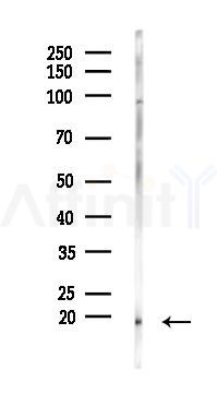 MRPL30 Antibody - Western blot analysis of lysates from Mouse liver, using MRPL30 Antibody at 1/1000 dilution.