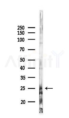 CST7 Antibody - Western blot analysis of lysates from Mouse testis, using CST7 Antibody at 1/1000 dilution.