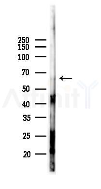 GBP5 Antibody - Western blot analysis of lysates from RAW264.