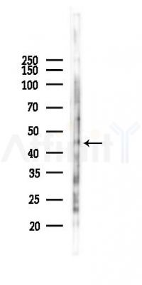 MOT2 Antibody - Western blot analysis of lysates from RAW264.