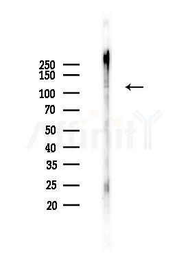ATP1A3 Antibody - Western blot analysis of lysates from Mouse testis, using ATP1A3 Antibody at 1/1000 dilution.
