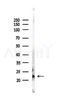 Bax Antibody - Western blot analysis of lysates from RAW264.