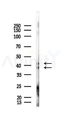 ERK1/2 Antibody - Western blot analysis of lysates from Rat lung, using ERK1/2 Antibody at 1/1000 dilution.