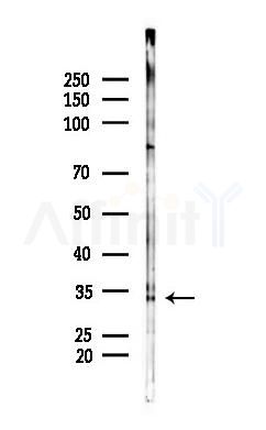 Fas Ligand Antibody - Western blot analysis of lysates from Rat lung, using Fas Ligand Antibody at 1/1000 dilution.