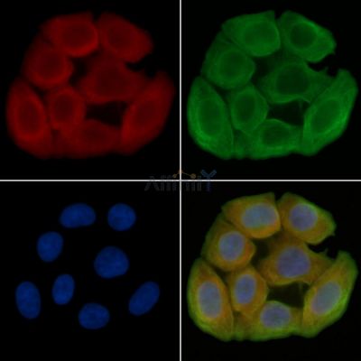 Glucagon Antibody - AF0166 staining Hela cells(30min of UV treatment) by IF/ICC.