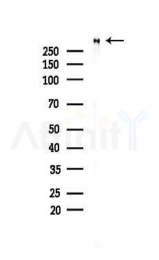Ki67 Antibody - Western blot analysis of lysates from 293 cells(LPS 4h treatment), using Ki67 Antibody at 1/1000 dilution.