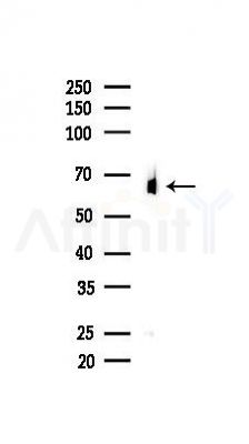 TGFB3 Antibody - Western blot analysis of lysates from Mouse liver, using TGFB3 Antibody at 1/1000 dilution.