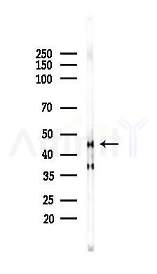 Thrombin Receptor Antibody - Western blot analysis of lysates from Mouse muscle, using Thrombin Receptor Antibody at 1/1000 dilution.