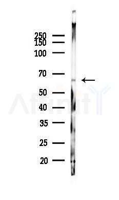 TFE3 Antibody - Western blot analysis of lysates from Mouse kidney, using TFE3 Antibody at 1/1000 dilution.
