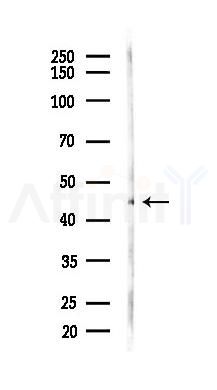 Phospho-CtBP1 (Ser422) Antibody - Western blot analysis of lysates from K562 cells(starvation 24h treatment), using Phospho-CtBP1 (Ser422) Antibody at 1/1000 dilution.