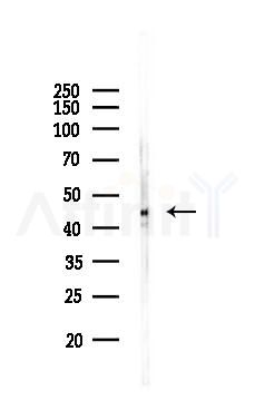 Phospho-ERK1/2 (Thr202/Tyr204) Antibody - Western blot analysis of lysates from Rat brain, using Phospho-ERK1/2 (Thr202/Tyr204) Antibody at 1/1000 dilution.
