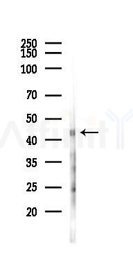 alpha-SMA Antibody - Western blot analysis of lysates from Mouse lung, using alpha-SMA Antibody at 1/1000 dilution.