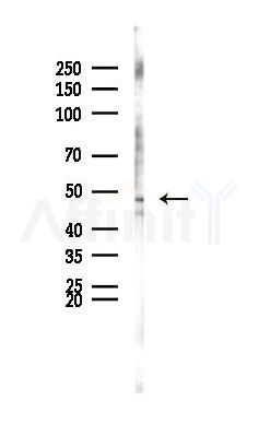 Phospho-GSK3 beta (Ser9) Antibody - Western blot analysis of lysates from HUVEC cells(UV 30min treatment), using Phospho-GSK3 beta (Ser9) Antibody at 1/1000 dilution.
