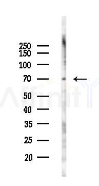 Phospho-RUNX1 / AML1 (Ser249) Antibody - Western blot analysis of lysates from HUVEC cells(LPS 4h treatment), using Phospho-RUNX1 / AML1 (Ser249) Antibody at 1/1000 dilution.