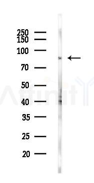 Phospho-Hsp90 beta (Ser254)[Ser255] Antibody - Western blot analysis of lysates from Mouse lung, using Phospho-Hsp90 beta (Ser254)[Ser255] Antibody at 1/1000 dilution.