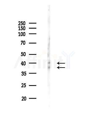 Phospho-CREB (Ser133) Antibody - Western blot analysis of lysates from 293 cells(UV 30min treatment), using Phospho-CREB (Ser133) Antibody at 1/1000 dilution.