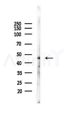 Phospho-Connexin 43 / GJA1 (Ser368) Antibody - Western blot analysis of lysates from Mouse testis, using Phospho-Connexin 43 / GJA1 (Ser368) Antibody at 1/1000 dilution.