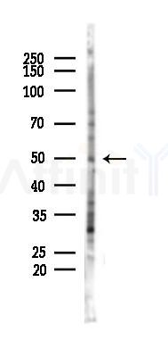 Phospho-PTP1B (Ser50) Antibody - Western blot analysis of lysates from 293 cells(starvation 24h treatment), using Phospho-PTP1B (Ser50) Antibody at 1/1000 dilution.