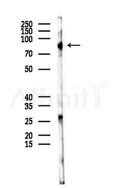 Phospho-SREBP1 (Ser439) Antibody - Western blot analysis of lysates from Mouse brain, using Phospho-SREBP1 (Ser439) Antibody at 1/1000 dilution.