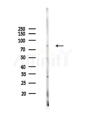 Phospho-STAT1 (Ser727) Antibody - Western blot analysis of lysates from Mouse testis, using Phospho-STAT1 (Ser727) Antibody at 1/1000 dilution.
