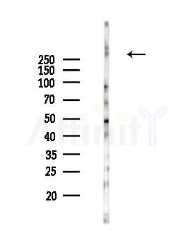 Phospho-mTOR (Ser2448) Antibody - Western blot analysis of lysates from RAW264.