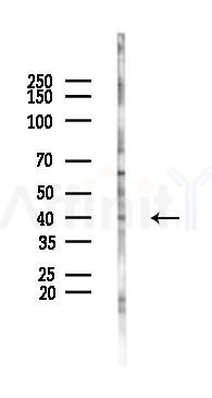 Phospho-MKK3 (Ser189) Antibody - Western blot analysis of lysates from B16F10-LUC cells, using Phospho-MKK3 (Ser189) Antibody at 1/1000 dilution.