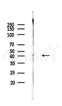 Phospho-MKK3 (Ser189) Antibody - Western blot analysis of lysates from Rat liver, using Phospho-MKK3 (Ser189) Antibody at 1/1000 dilution.